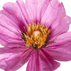 BLOOM Deko-Blume