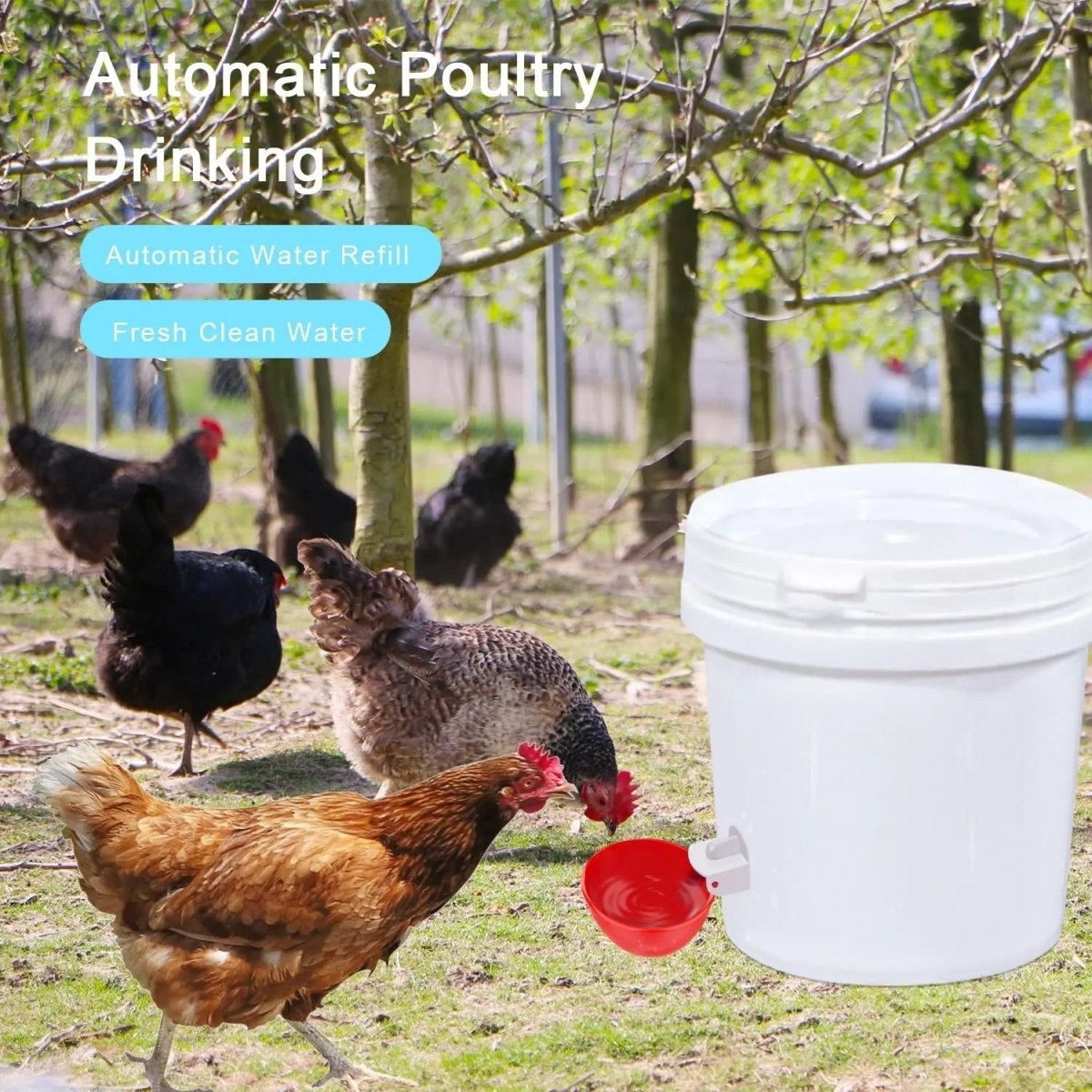 CLUCKFLOW – Abreuvoir automatique pour poulets pour des troupeaux en bonne santé