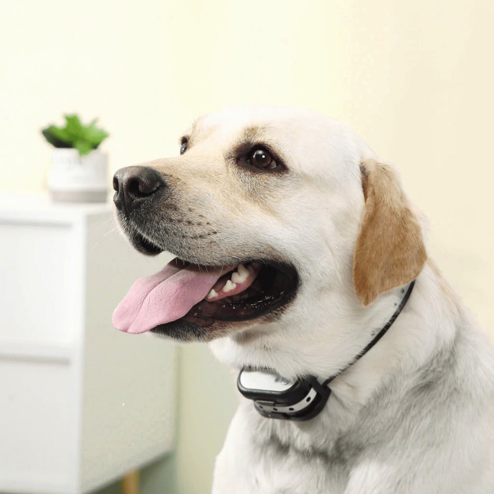 PETSECURE – Sistema inalámbrico de seguridad y entrenamiento para perros