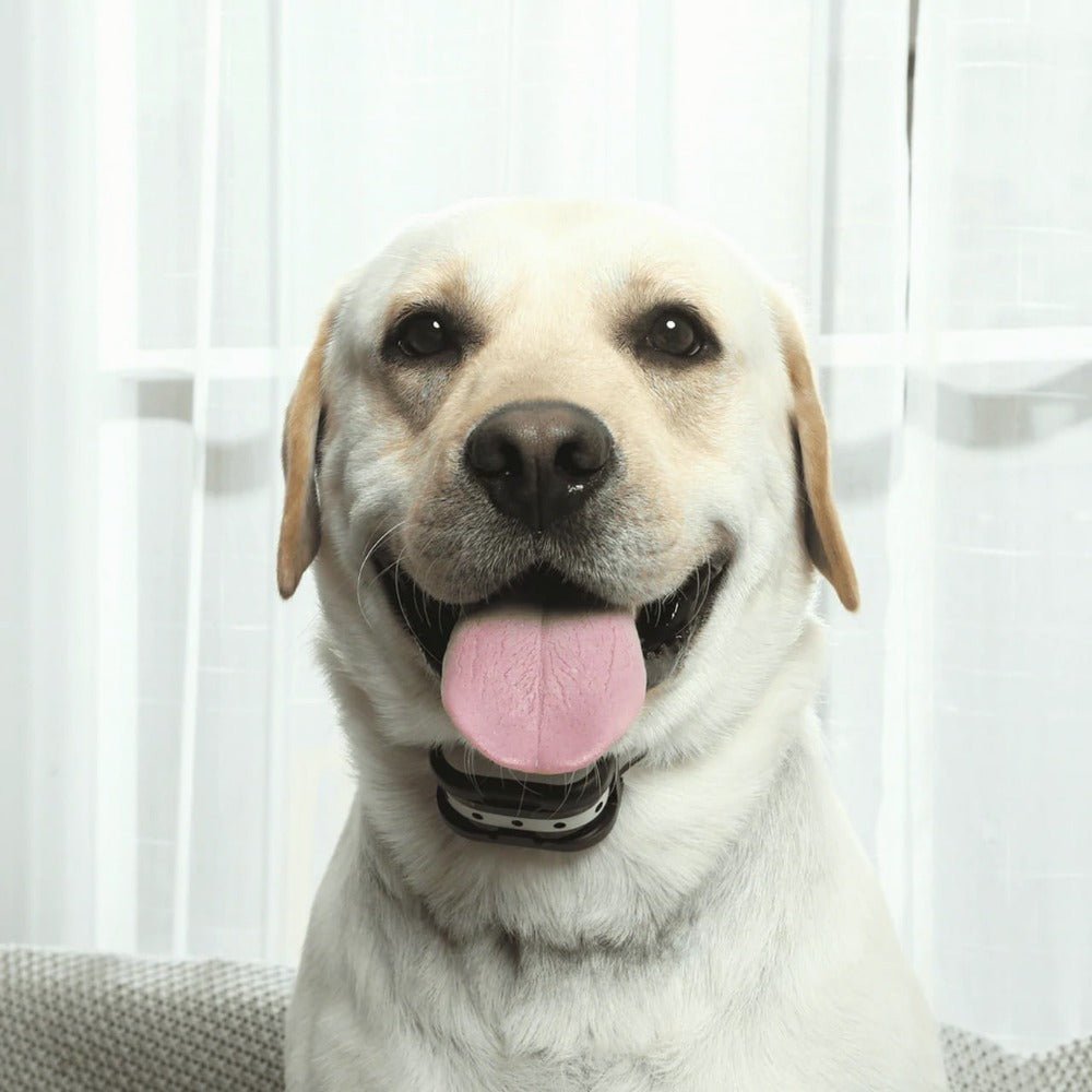 PETSECURE – Sistema inalámbrico de seguridad y entrenamiento para perros