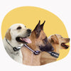 PETSECURE – Sistema inalámbrico de seguridad y entrenamiento para perros