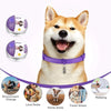 CALMDOG – Collare calmante con feromoni e oli essenziali per cani