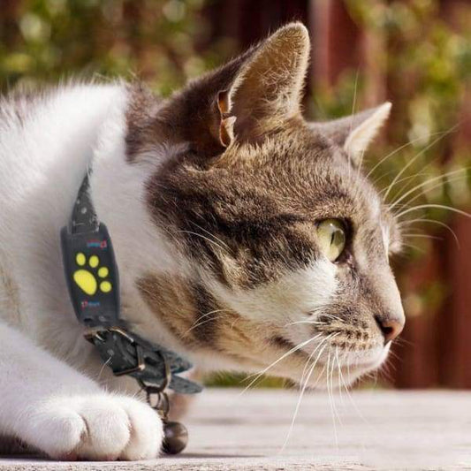 CatGuard GPS – Tracker per gatti in tempo reale senza abbonamento