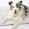 CoolPaws Tapis Rafraîchissant – Tapis Auto-Rafraîchissant pour Chiens pour les Chaudes Journées d'Été & des Compagnons Détendus