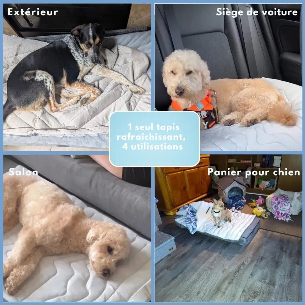 CoolPaws Tapis Rafraîchissant – Tapis Auto-Rafraîchissant pour Chiens pour les Chaudes Journées d'Été & des Compagnons Détendus