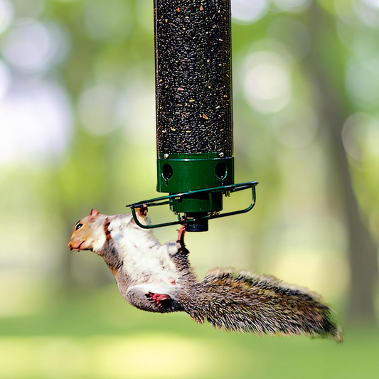 FeederGuard – Eichhörnchenfestes Vogelhaus mit rotierender Sitzstange