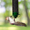 FeederGuard – Eichhörnchenfestes Vogelhaus mit rotierender Sitzstange