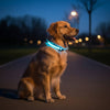 GLOWBITE – Reflektierendes LED-Halsband für Hunde, verstellbar und hell 0