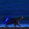 GLOWBITE – Reflektierendes LED-Halsband für Hunde, verstellbar und hell 5