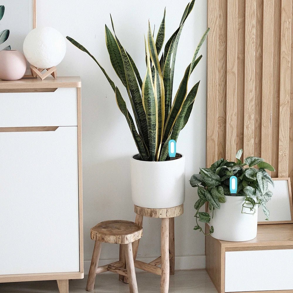 GROWTUNE – Bluetooth-Bodentester mit Feuchtigkeits- und Temperaturüberwachung 1