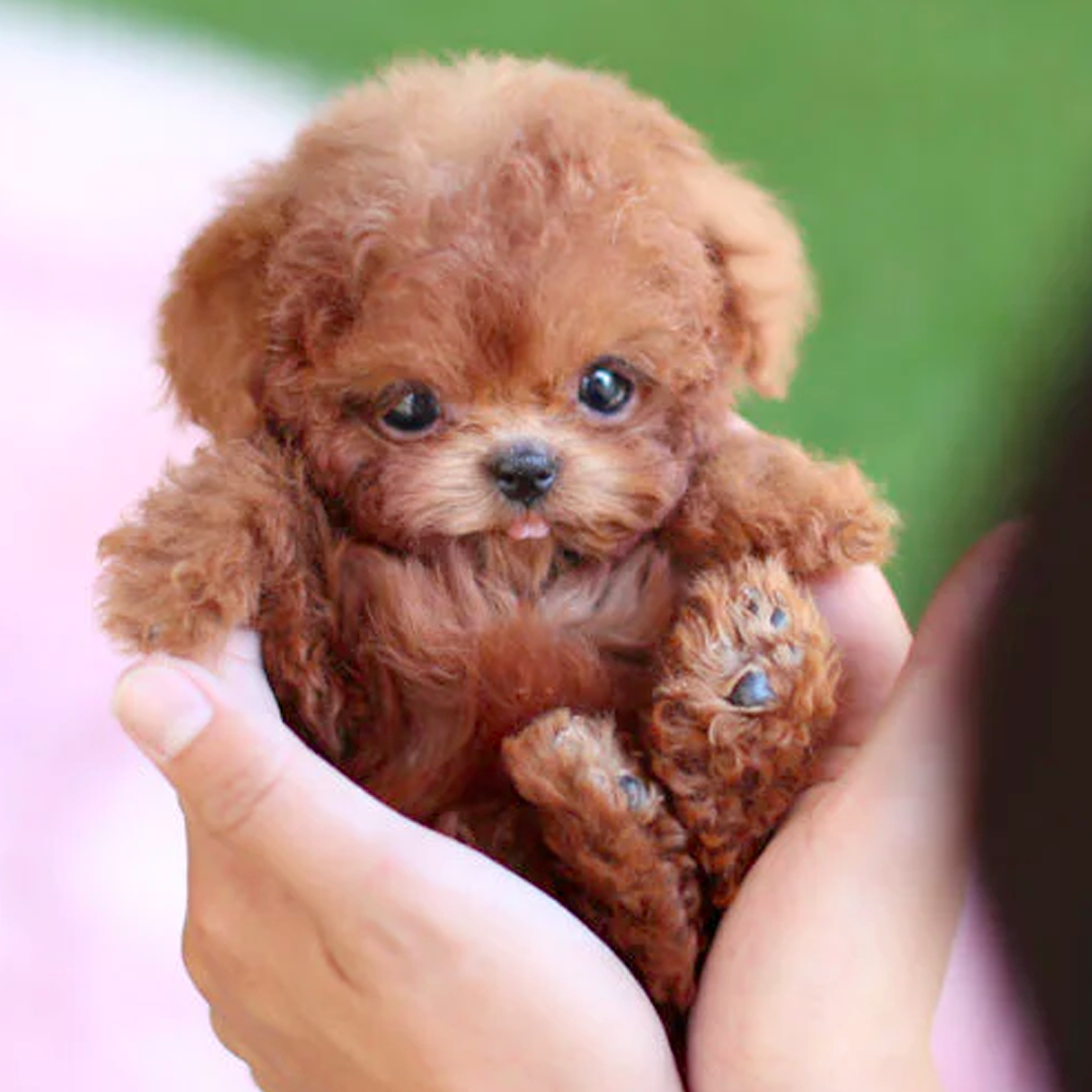 ROBOBARK – Perro robot de peluche interactivo con sonido y movimiento para niños