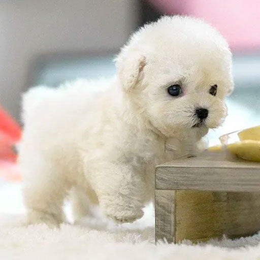 ROBOBARK – Perro robot de peluche interactivo con sonido y movimiento para niños
