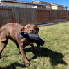PAWSQUEAK – Juguete interactivo para perros con silbato incorporado