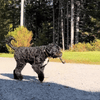 PUFF & PAWS – Plüsch-Gelenkspielzeug für verspielte Welpen 1