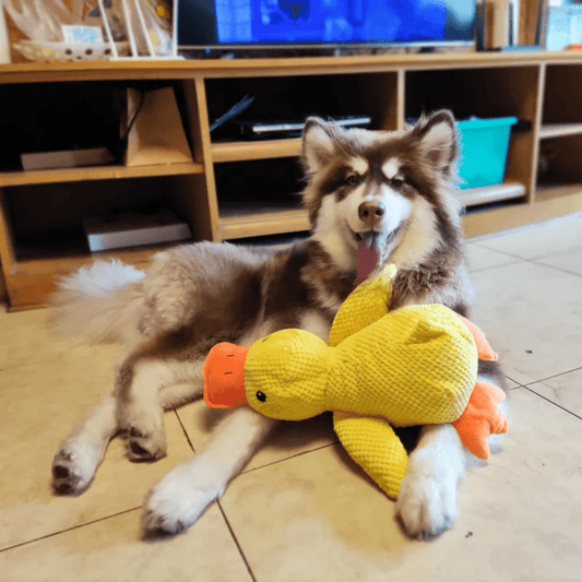 FluffieDuck Plüschspielzeug für Hunde | Weiches Quietschspielzeug | Haltbares Kuscheltier | Komfortspielzeug | Hundezubehör