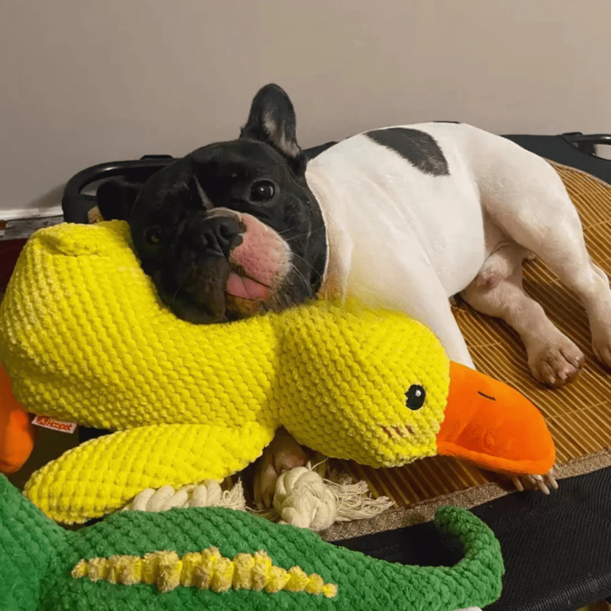 FluffieDuck Plüschspielzeug für Hunde | Weiches Quietschspielzeug | Haltbares Kuscheltier | Komfortspielzeug | Hundezubehör