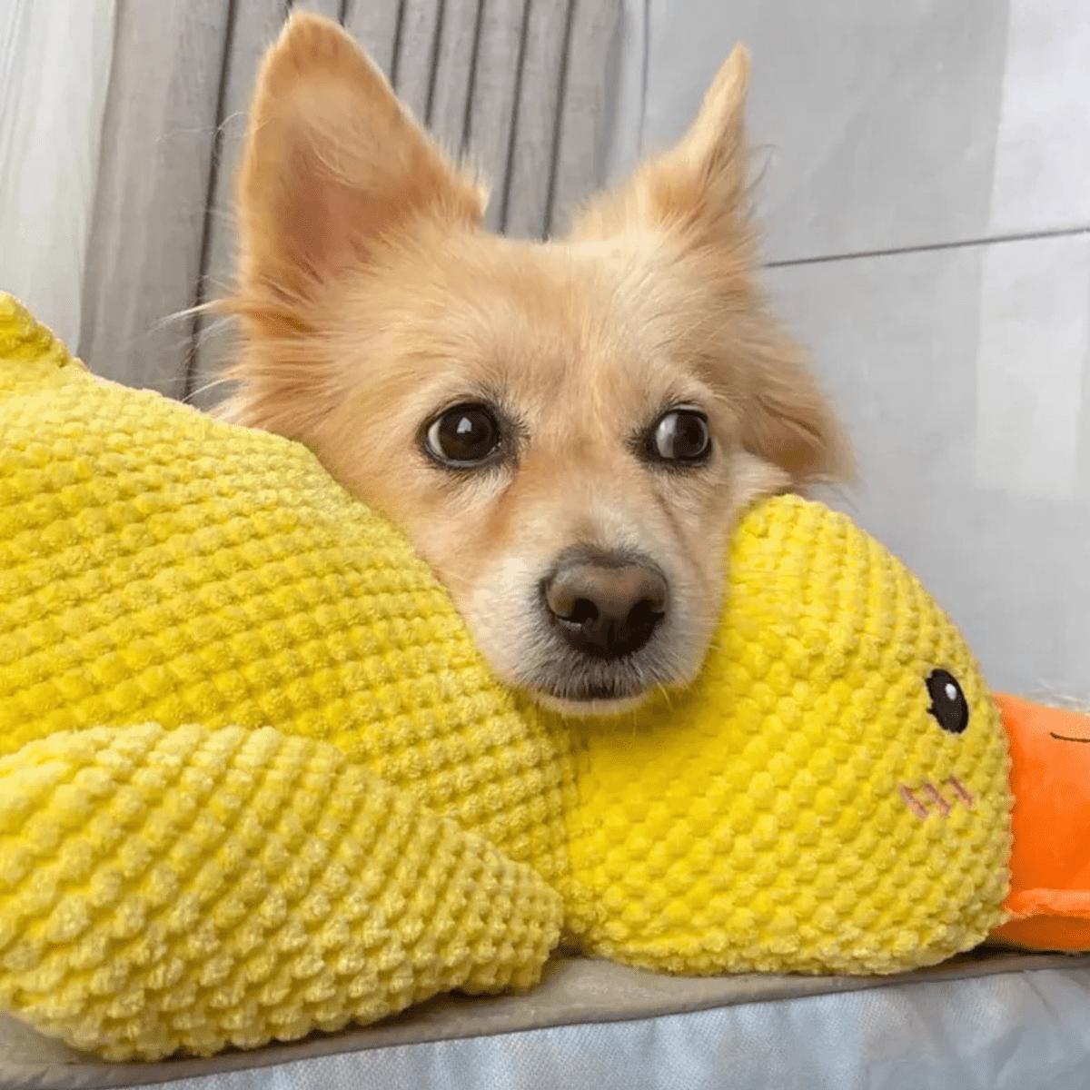 FluffieDuck Plüschspielzeug für Hunde | Weiches Quietschspielzeug | Haltbares Kuscheltier | Komfortspielzeug | Hundezubehör