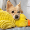 FluffieDuck Plüschspielzeug für Hunde | Weiches Quietschspielzeug | Haltbares Kuscheltier | Komfortspielzeug | Hundezubehör