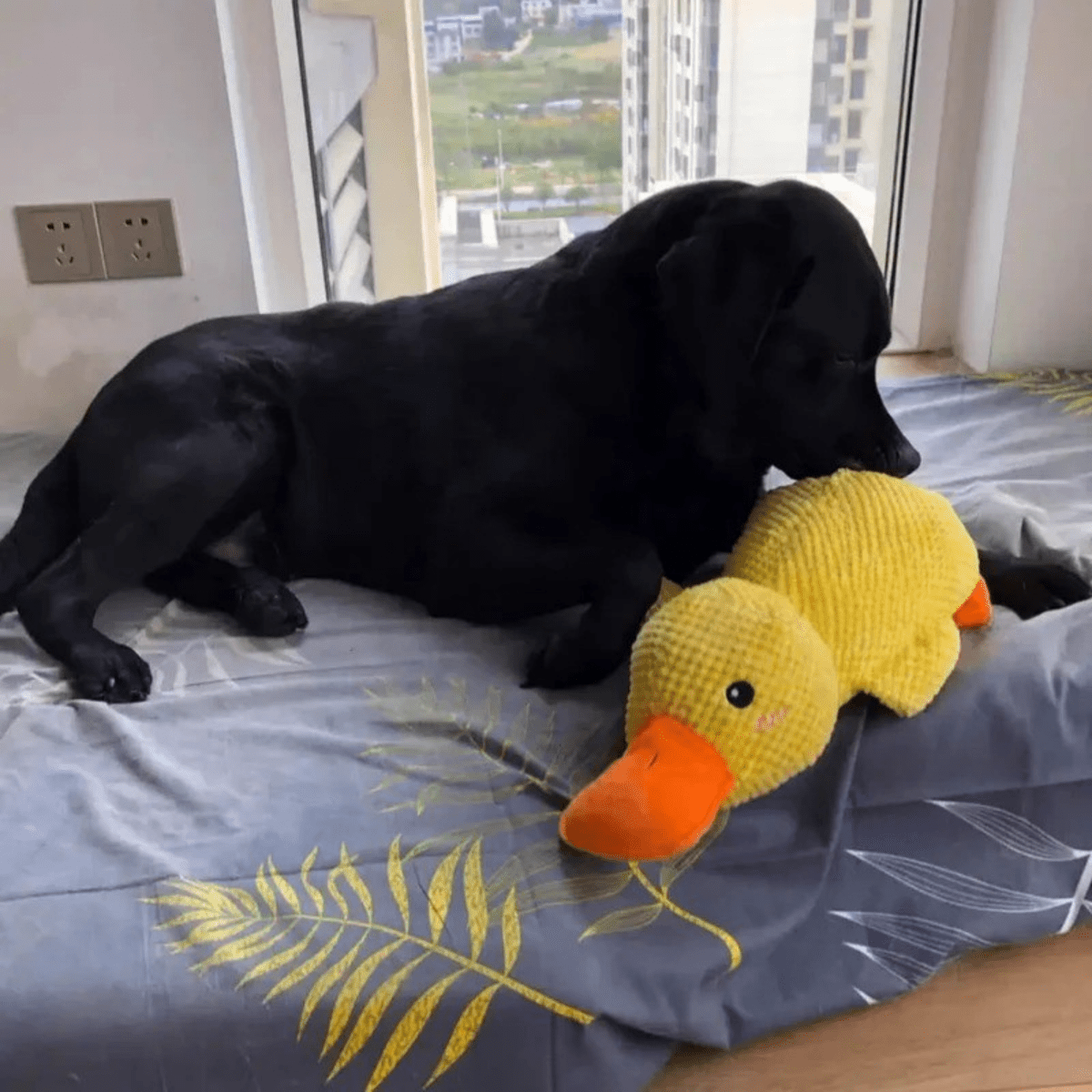 FluffieDuck Plüschspielzeug für Hunde | Weiches Quietschspielzeug | Haltbares Kuscheltier | Komfortspielzeug | Hundezubehör