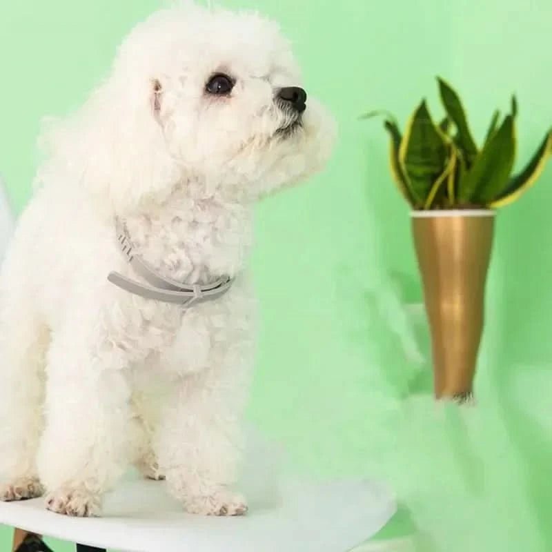 FLASHIELD COLLAR – Pflanzliches Floh- & Zeckenschutz-Halsband für Hunde & Katzen