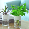 Botania - Vaso per fiori semplice ed elegante