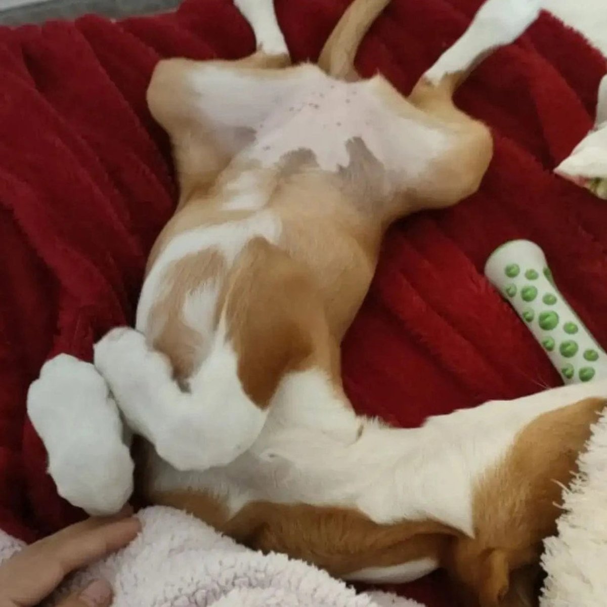 ZenDog Beruhigendes Hundespielzeug mit natürlichem Lavendel- und Kamillenduft zur Stresslinderung 6