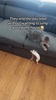 WhiskerFun Plüschspielzeug – Energiesparend, sicher & perfekt für aktive Katzen-2