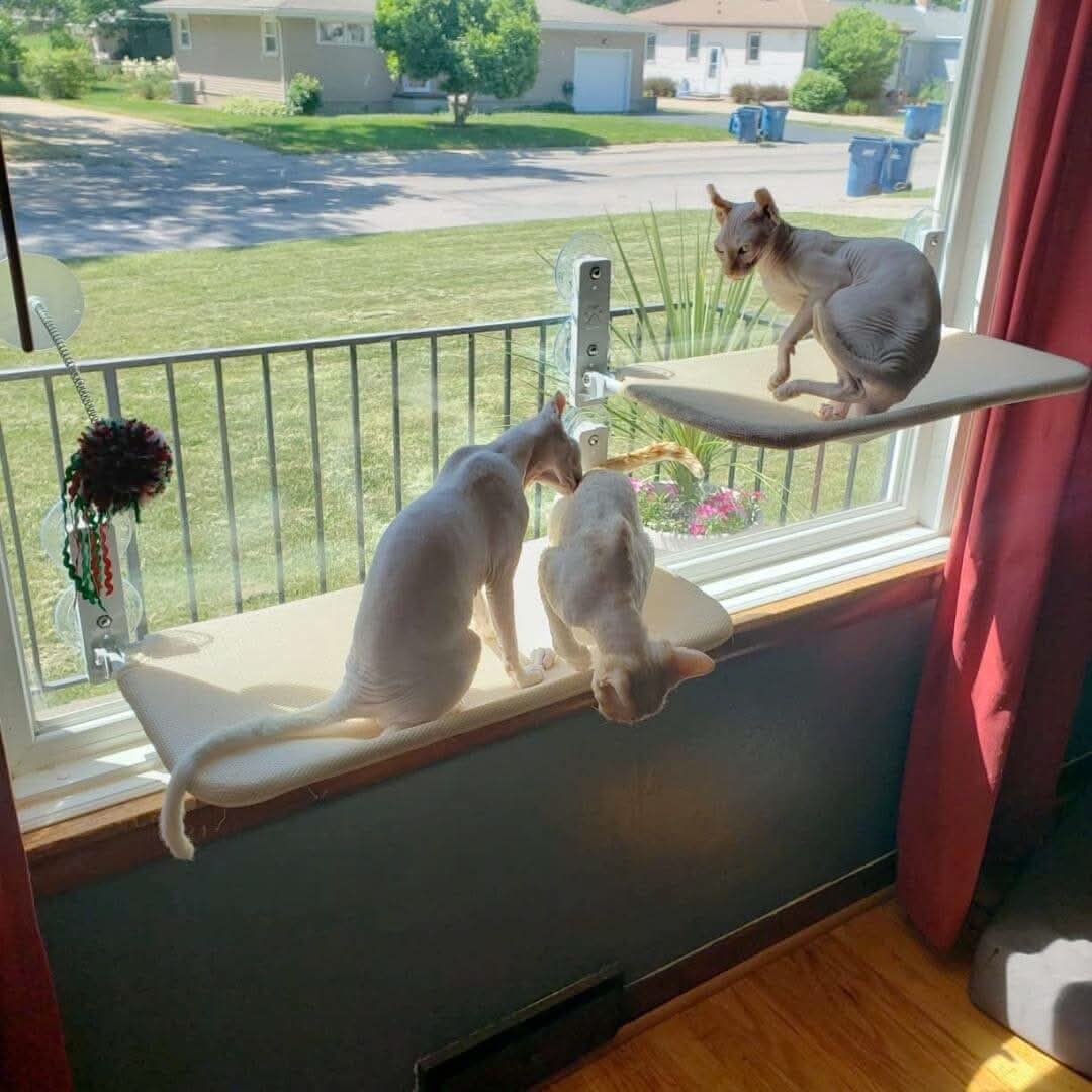 hängematte fenster katze PAWPERCH – Faltbare Fenster-Hängematte für Katzen mit Aussicht & Komfort – Wohnish