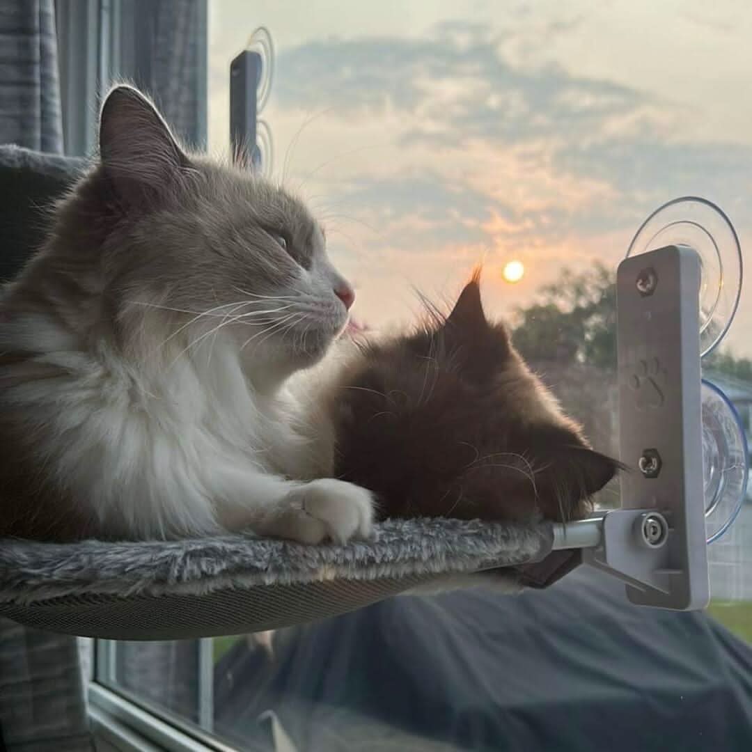 hängematte für katzen am fenster PAWPERCH – Faltbare Fenster-Hängematte für Katzen mit Aussicht & Komfort – Wohnish
