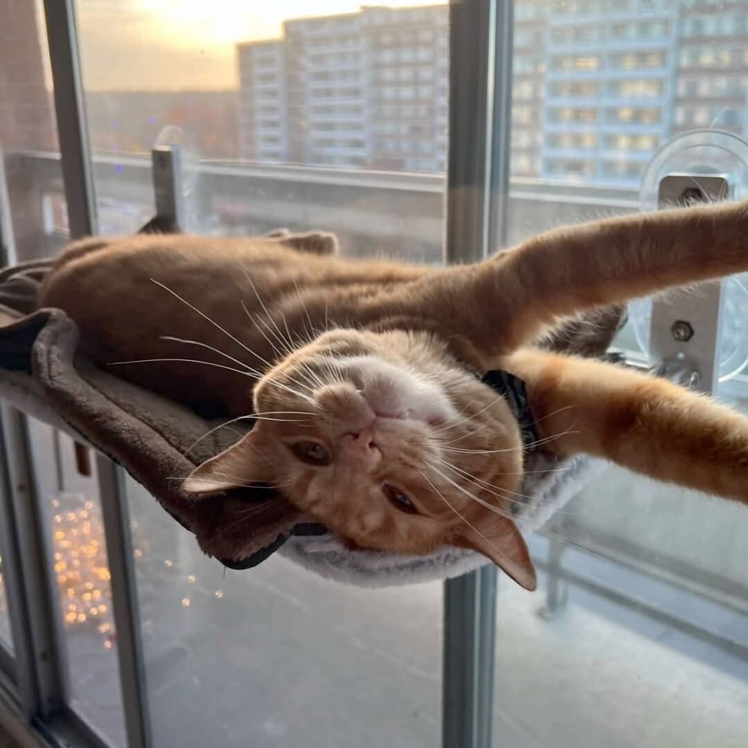 katze fenster hängematte PAWPERCH – Faltbare Fenster-Hängematte für Katzen mit Aussicht & Komfort – Wohnish