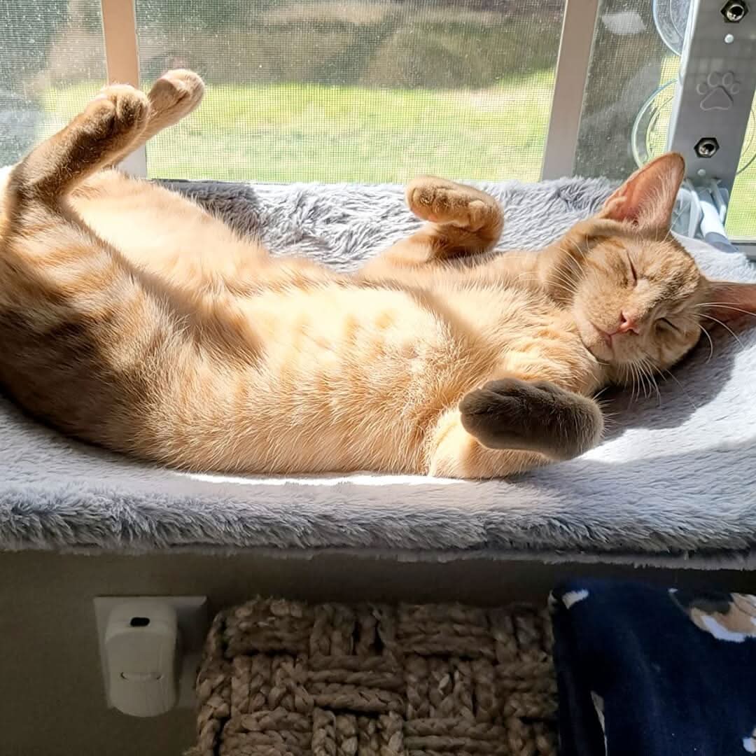 hängematte katze fenster PAWPERCH – Faltbare Fenster-Hängematte Für Katzen Mit Aussicht & Komfort