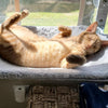 PAWPERCH – Opvouwbare raamhangmat voor katten met uitzicht en comfort