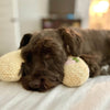 PETEASE LUXURY – Coussin orthopédique pour chien contre le stress et les douleurs articulaires