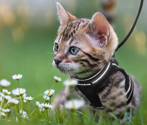 ADVENTURE HARNESS – Ausbruchsicheres Katzengeschirr mit Leine & reflektierenden Elementen