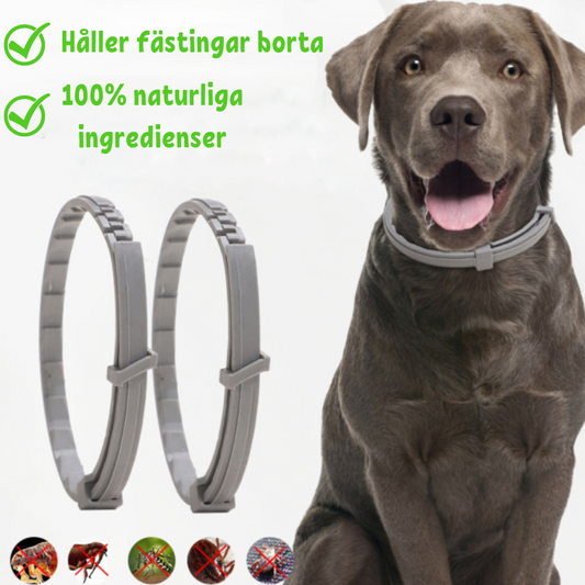 COLLAR FLASHIELD – Collier antiparasitaire végétal contre puces et tiques pour chiens et chats